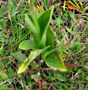 Rosette basali e domande di base